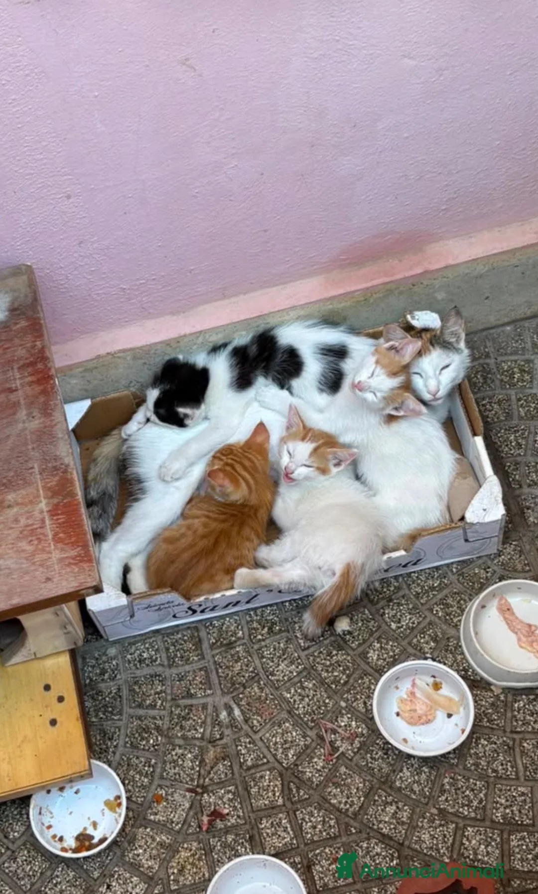 Europeo gatti in regalo: Tre gattini maschi a Città metropolitana di Roma Capitale - Annuncio 2