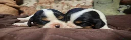 Cavalier King cani in vendita: Cuccioli cavalier king con pedigree enci - Annuncio 5