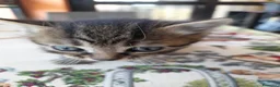 Meticcio gatti in regalo: Gattino trovatello a Provincia di Novara - Annuncio 1