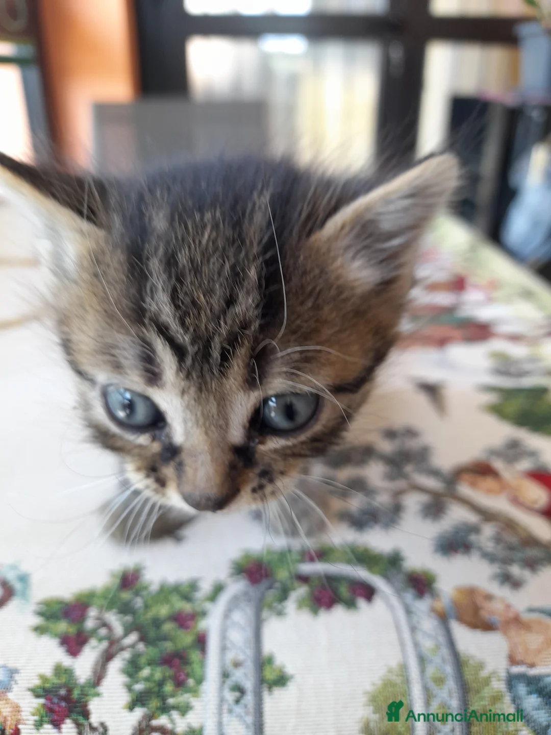 Meticcio gatti in regalo: Gattino trovatello a Provincia di Novara - Annuncio 1