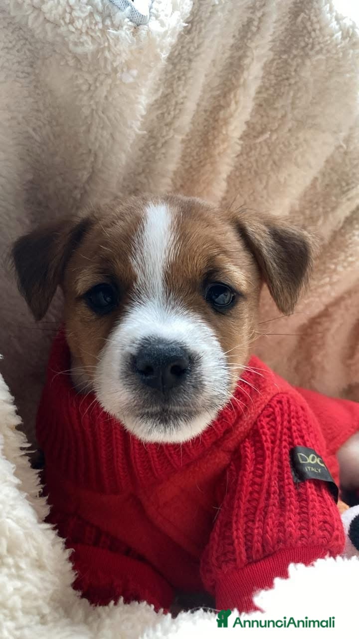 Jack Russell cani Jack Russell terrier Cucciola con pedigree - Annuncio 2