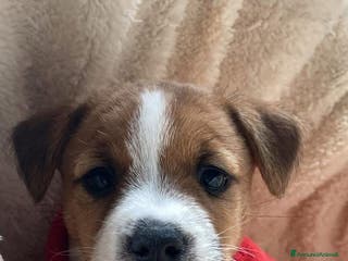 Jack Russell cani Jack Russell terrier Cucciola con pedigree - Annuncio 2