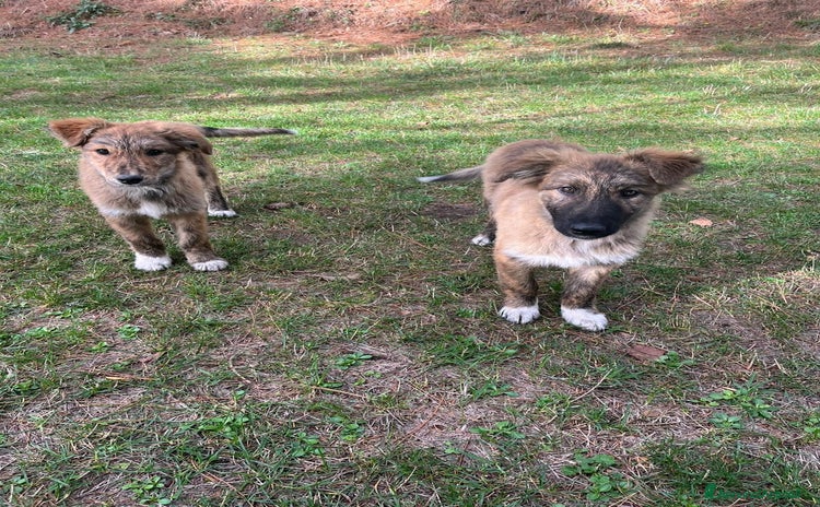 Meticcio cani Brulè e Caramello - Annuncio 12
