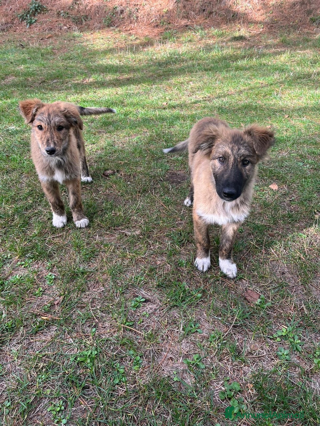 Meticcio cani in regalo: Brulè e Caramello - Annuncio 1