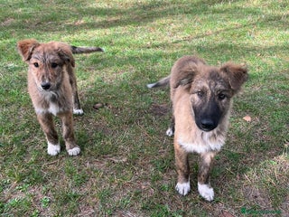 Meticcio cani Brulè e Caramello - Annuncio 30