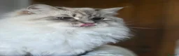 Siberiano gatti in vendita: Cuccioli di siberiano neva masquerade  - Annuncio 2
