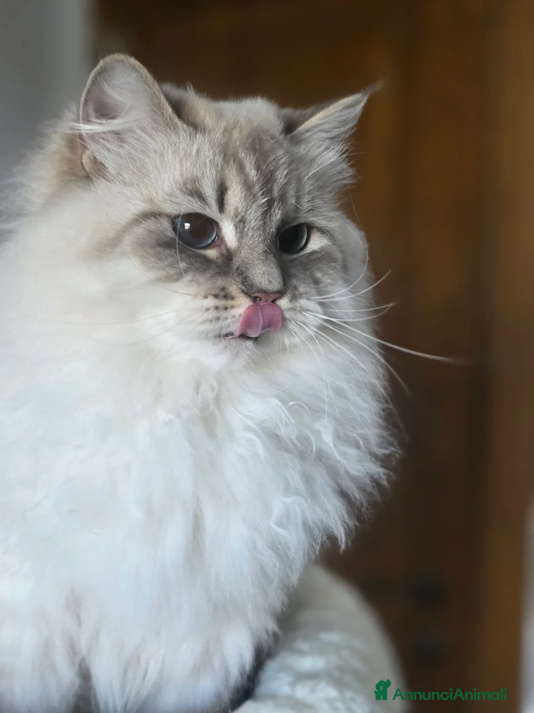 Siberiano gatti in vendita: Cuccioli di siberiano neva masquerade  - Annuncio 2
