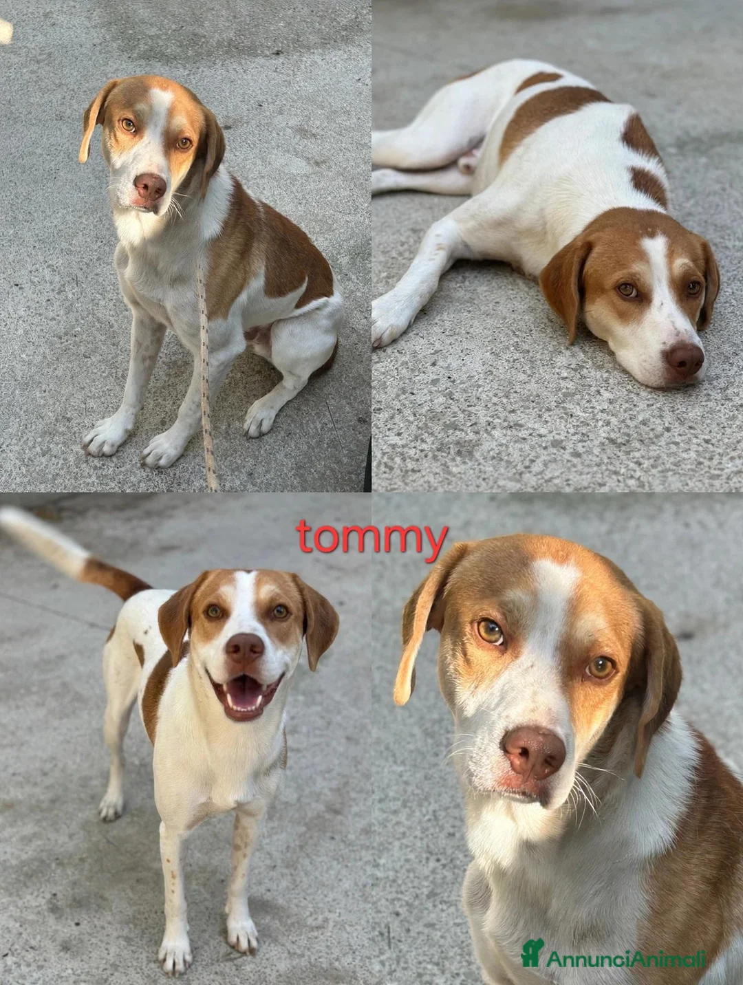 Meticcio cani in regalo: Cagnolini di taglia media  - Annuncio 2