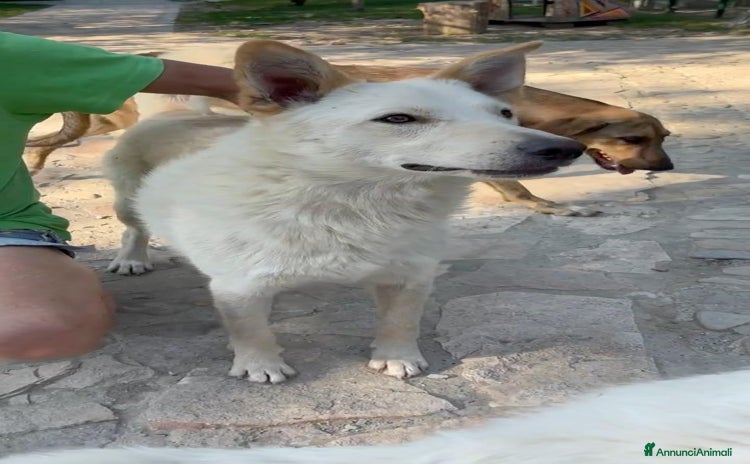 Meticcio cani a Provincia di Parma - Annuncio 10