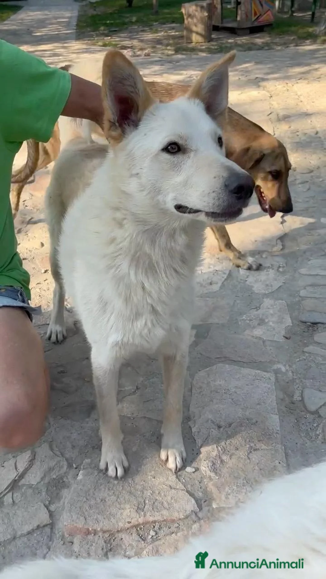 Meticcio cani in regalo: ROMEO  a Provincia di Parma - Annuncio 1