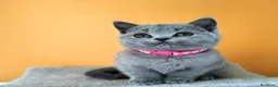 British gatti in vendita: Cuccioli British Shorthair  - Annuncio 3