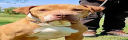 Pitbull cani in regalo: ADOZ.DEL💔:salvato xke legato ad una pomba di benz - Annuncio 3