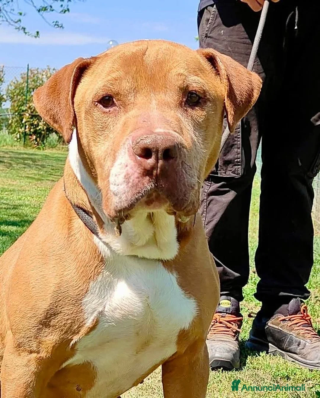 Pitbull cani in regalo: ADOZ.DEL💔:salvato xke legato ad una pomba di benz - Annuncio 3
