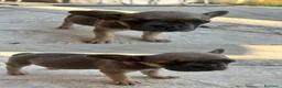 Bulldog Francese cani in vendita: Cuccioli di bulldog francese - Annuncio 2