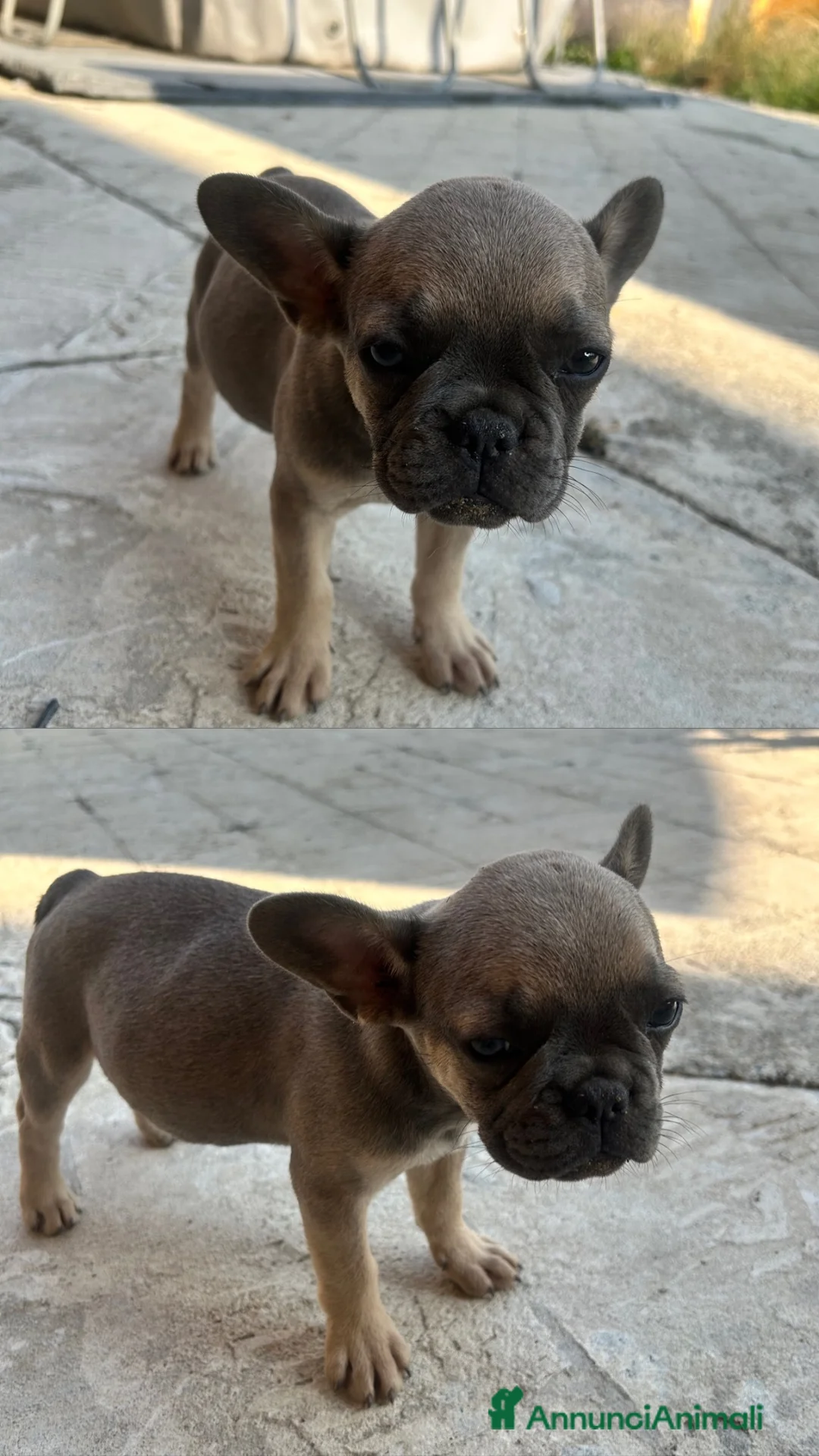 Bulldog Francese cani in vendita: Cuccioli di bulldog francese - Annuncio 2