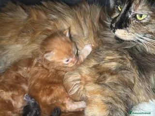 Maine Coon gatti Maine coon splendidi - Annuncio 2