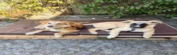 Meticcio cani in regalo: Albicocca: 7 mesi adozione del cuore  - Annuncio 17