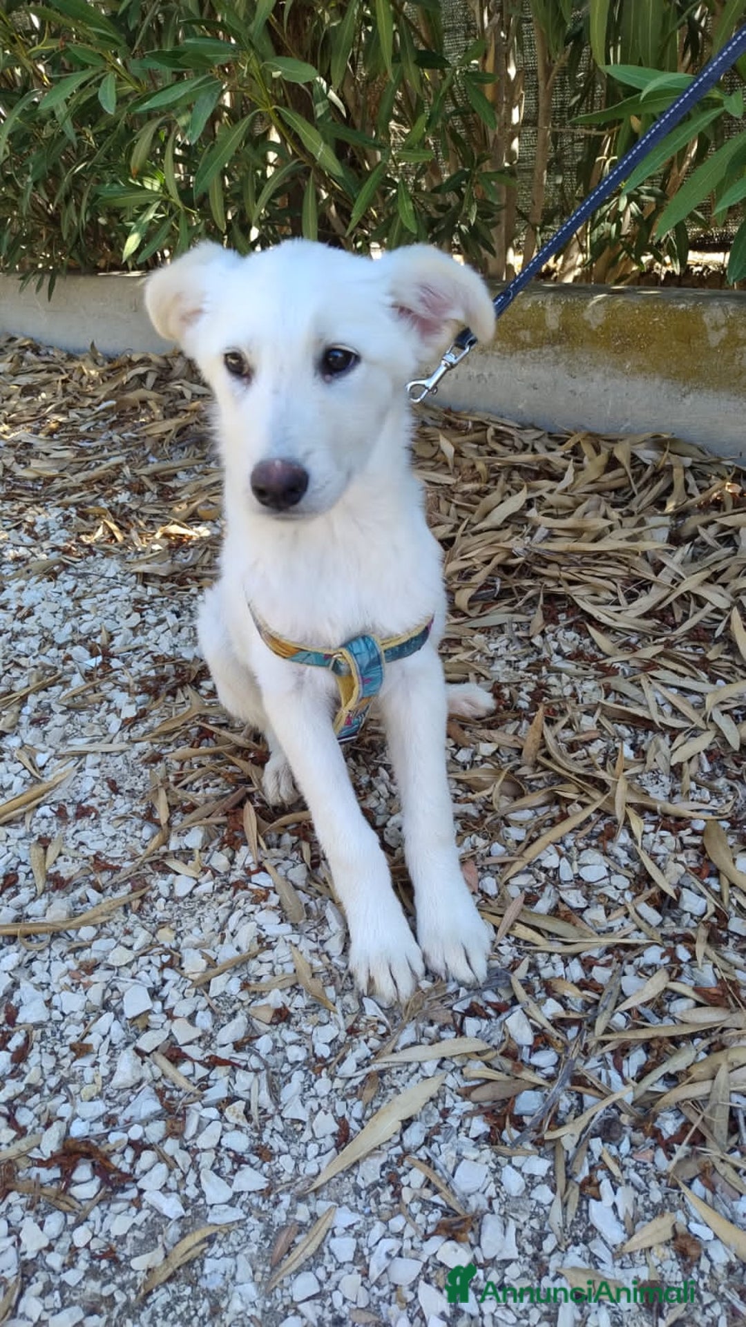 Altre razze cani in regalo: LUCE E DOLLY - Annuncio 4