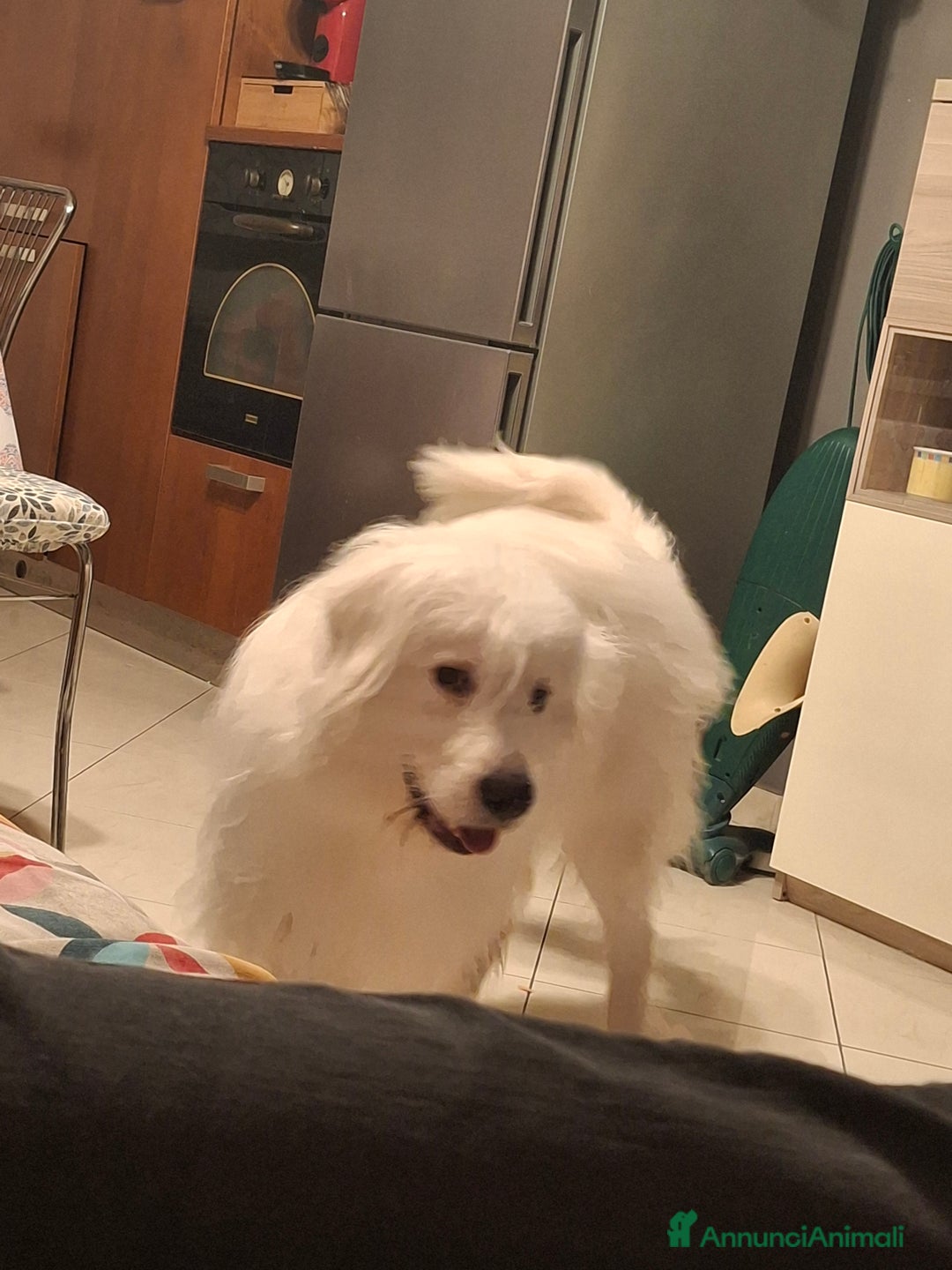 Altre razze cani in regalo: Noah cerca casa - Annuncio 4