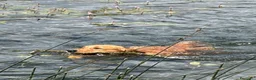 Golden Retriever cani in vendita: Cuccioli di golden Retriever  - Annuncio 22
