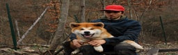 Akita Inu cani in vendita: Akita inu cucciolo - Annuncio 7
