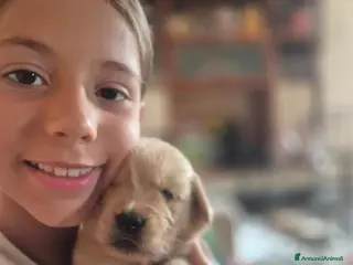 Golden Retriever cani Cucciola golden anglo americana - Annuncio 26