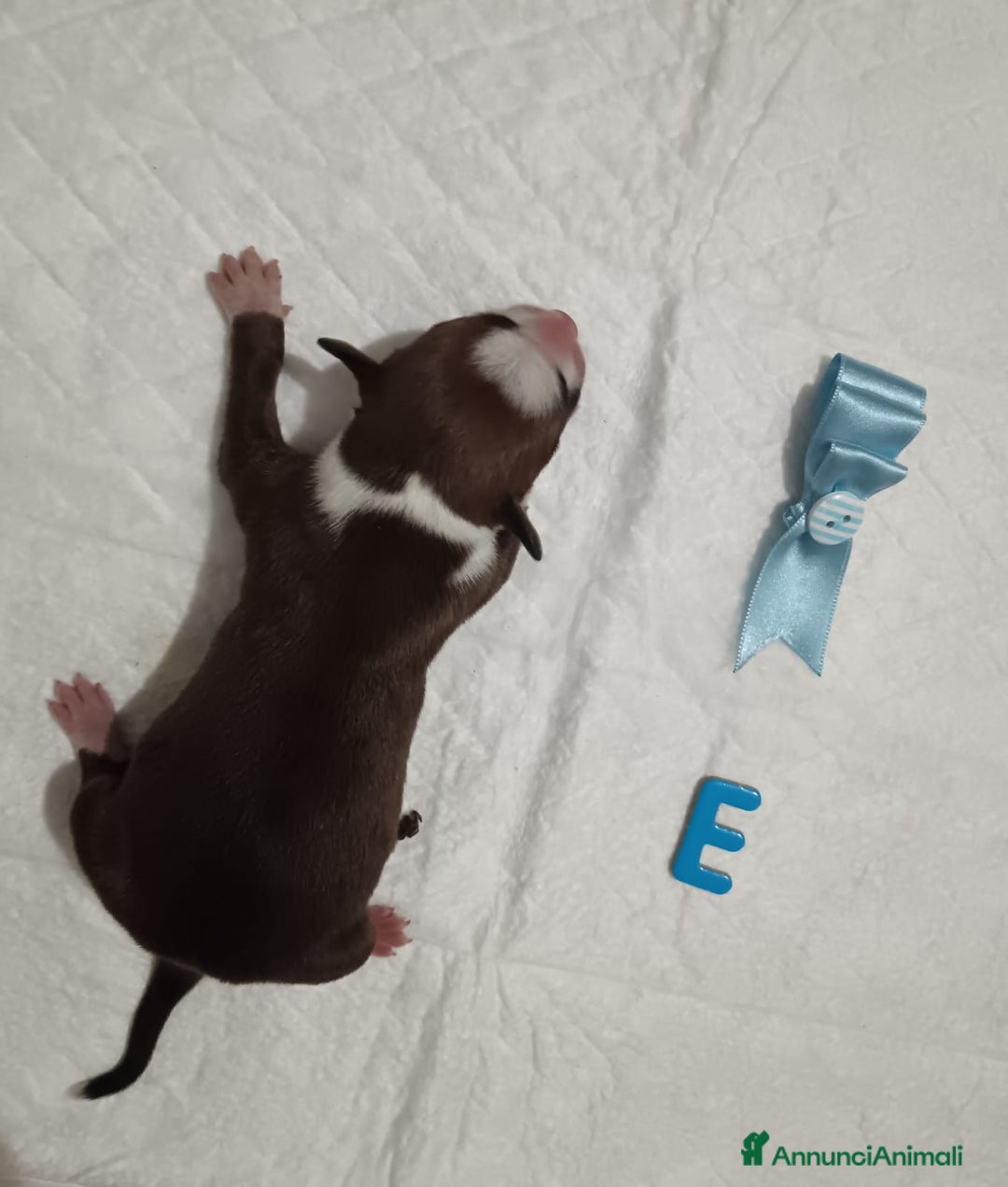 American Staffordshire cani in vendita: AMSTAFF DISPONIBILI  a Provincia del Sud Sardegna - Immagine 7