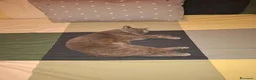 British gatti in vendita: Cucciolo British Shorthair  - Annuncio 2