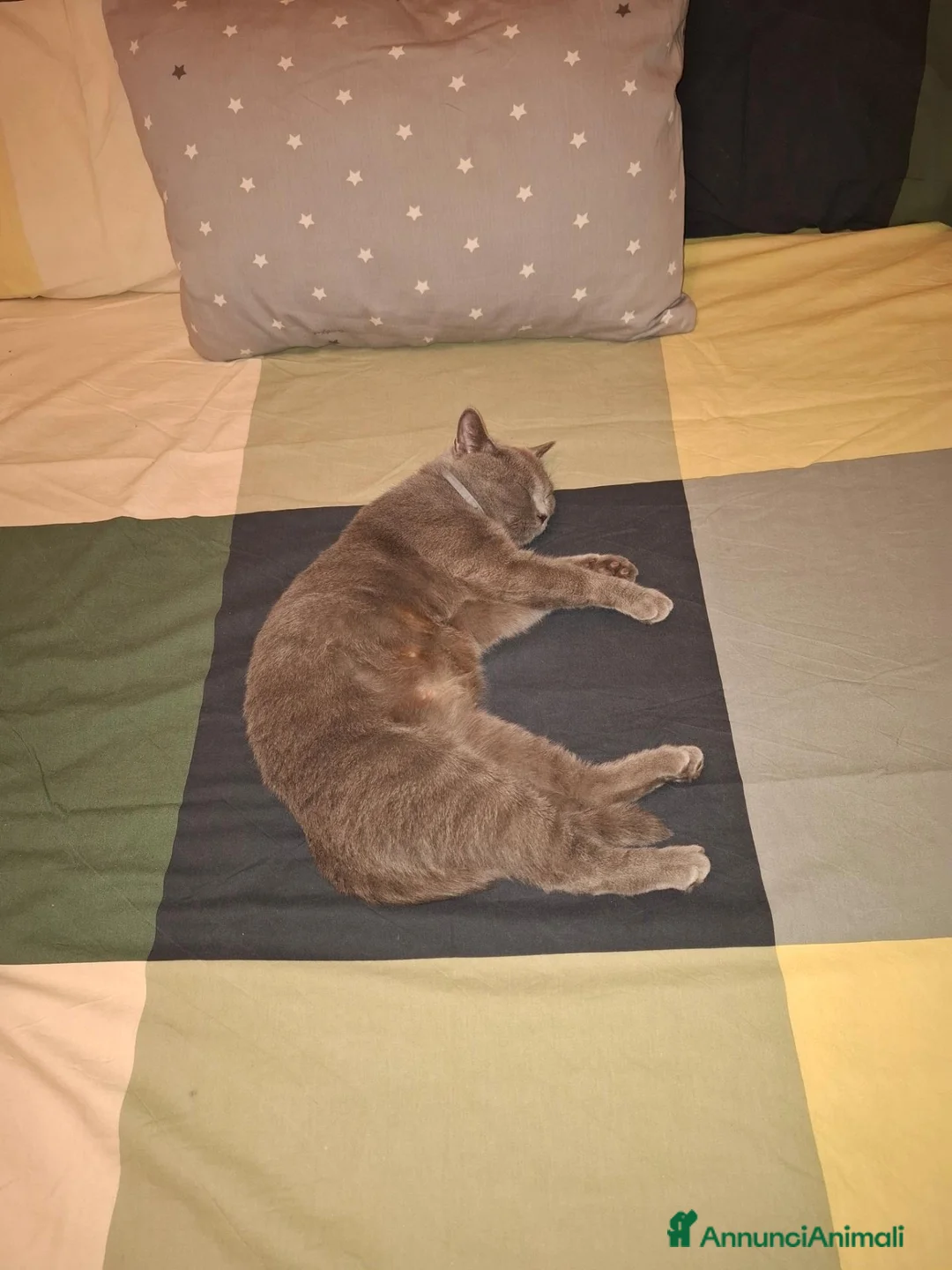 British gatti in vendita: Cucciolo British Shorthair  - Annuncio 2