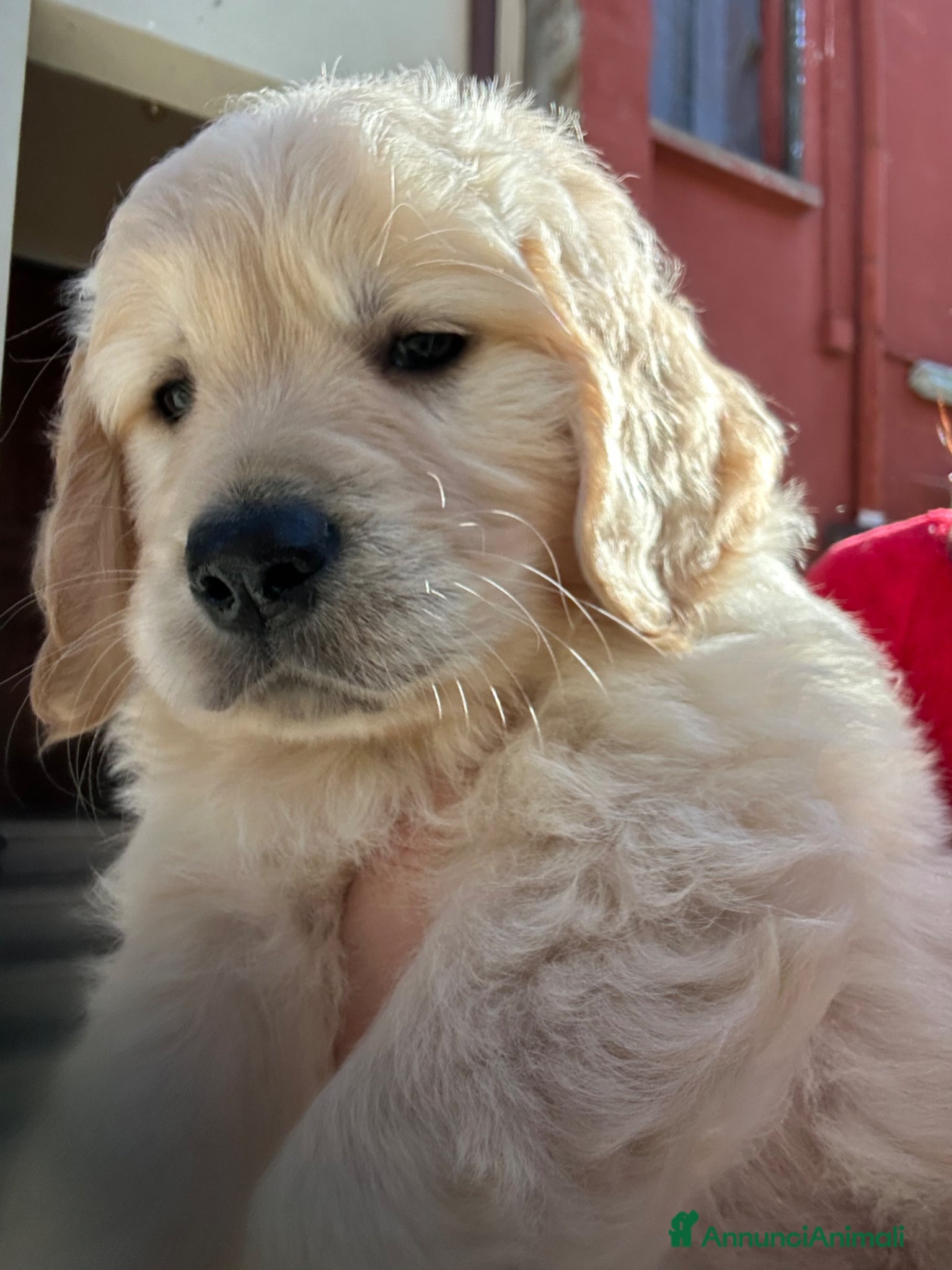 Golden Retriever cani Golden Retrivers  - Annuncio 1