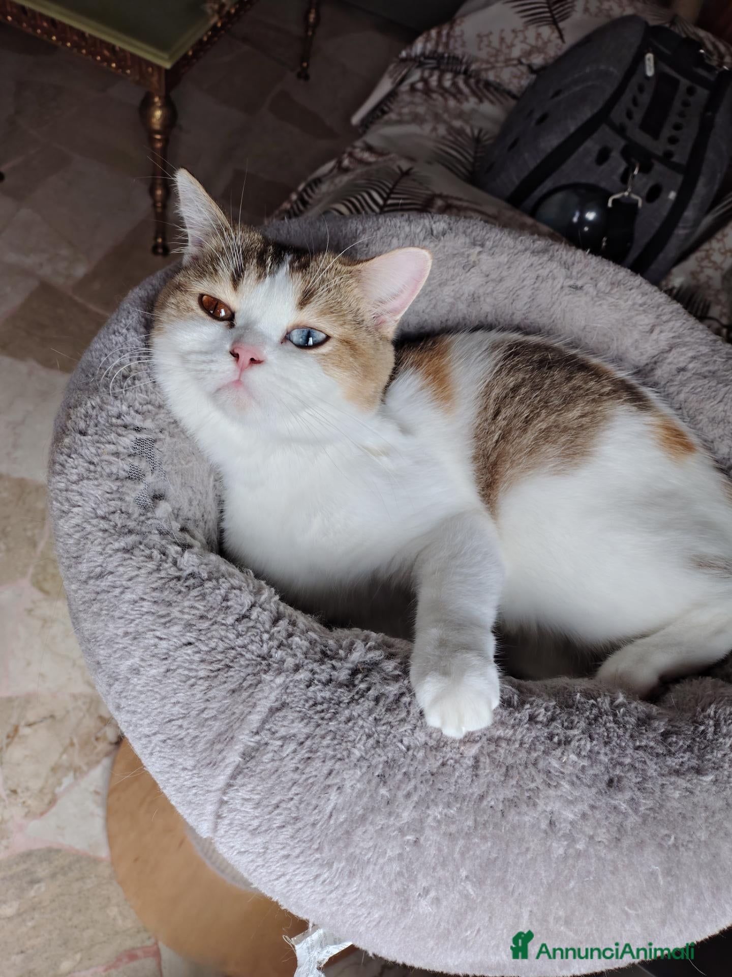 British gatti Maschietto British shorthair  - Annuncio 33