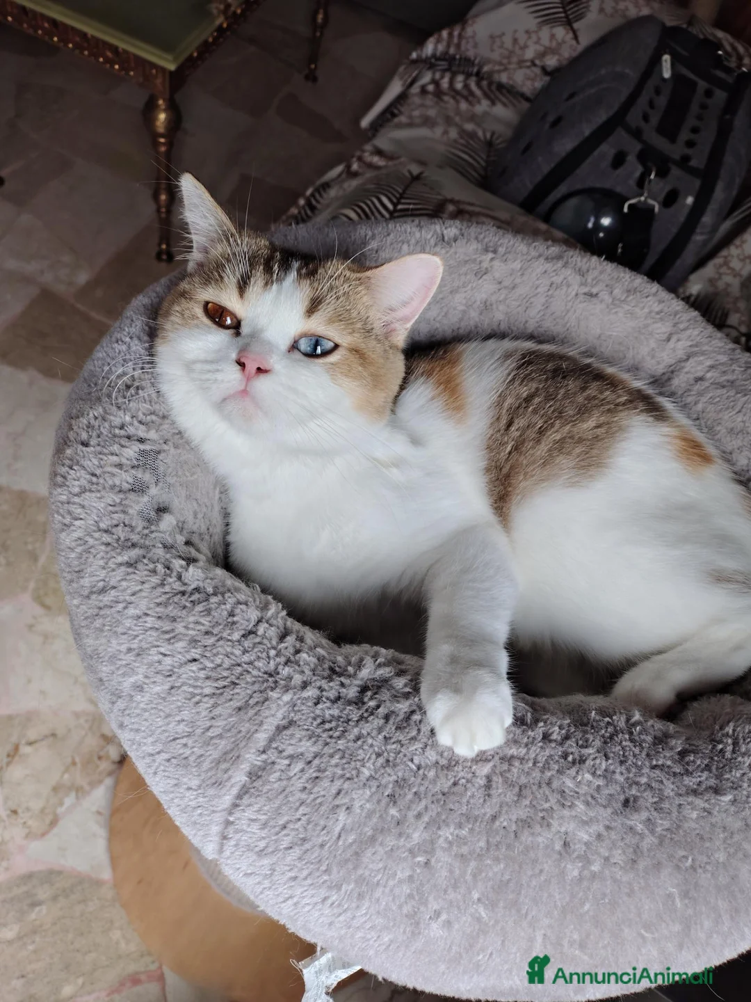 British gatti in vendita: Maschietto British shorthair  - Annuncio 1