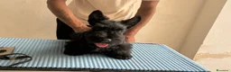 Scottish Terrier cani in vendita: Cuccioli Scottish Terrier - Annuncio 6