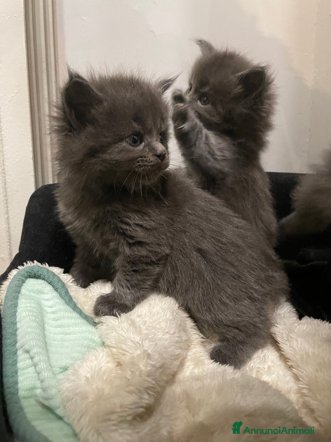 Maine Coon gatti in vendita: Mainecoon - Annuncio 23