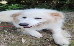 Pastore Maremmano cani in regalo: Meravigliosi maremmanini  a Provincia di Viterbo - Immagine 11