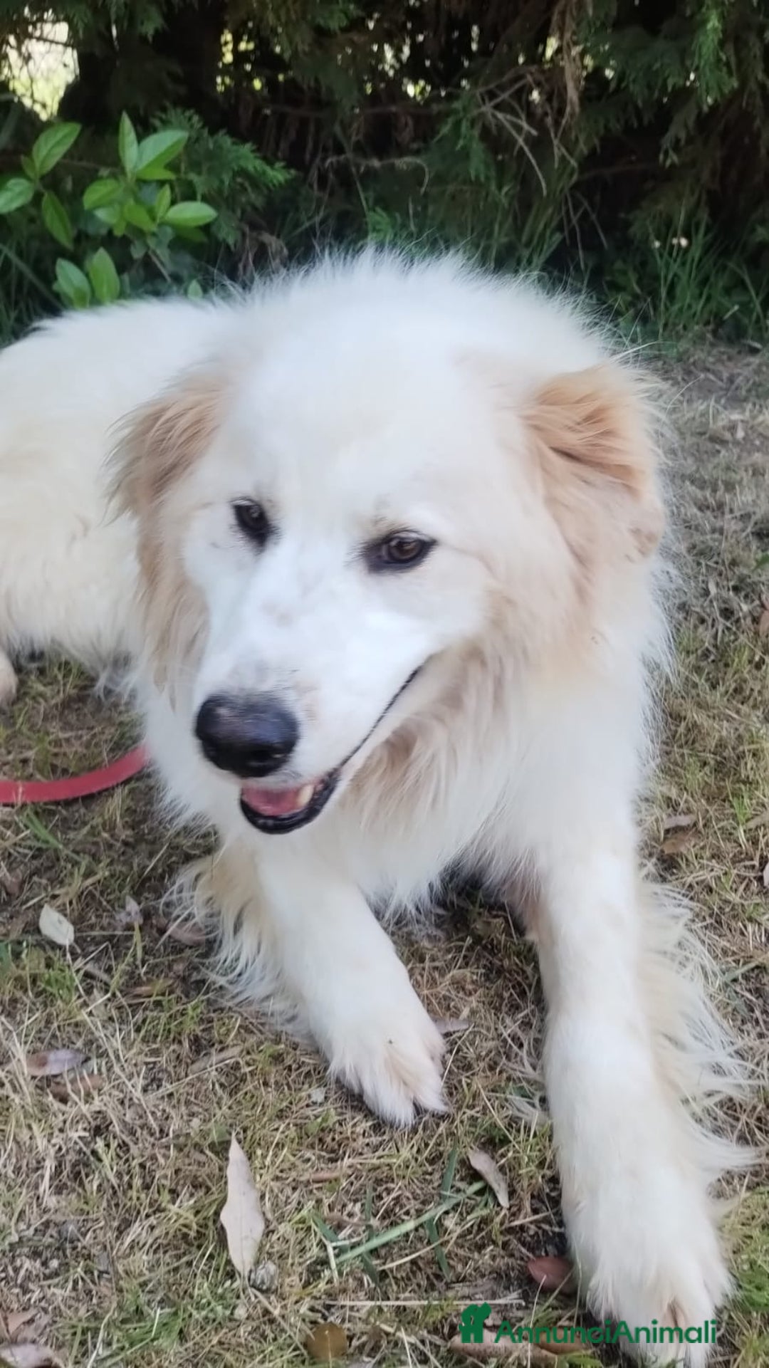 Pastore Maremmano cani in regalo: Meravigliosi maremmanini  a Provincia di Viterbo - Immagine 11
