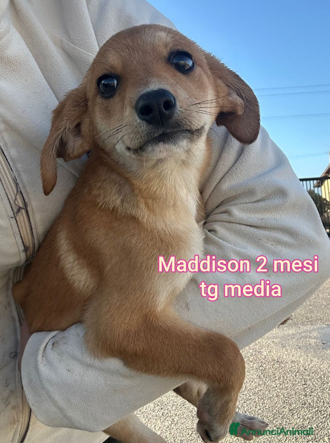 Meticcio cani in regalo: CUCCIOLI CERCANO CASA E AMORE  - Annuncio 6