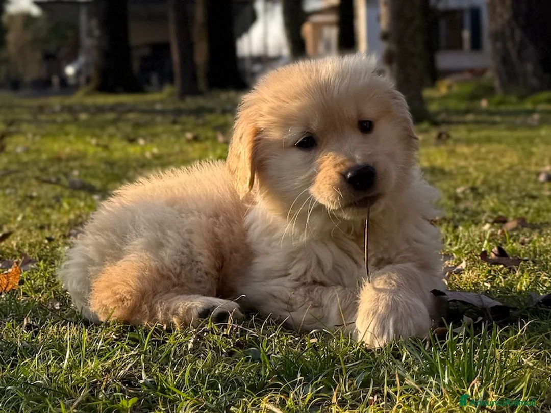 Golden Retriever cani in vendita: Golden Retriever 🎀 Femmina - Annuncio 5