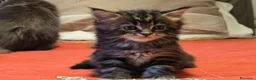 Maine Coon gatti in vendita: Vendo cuccio Maine Coon senza pedigree - Annuncio 7
