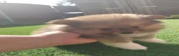 Volpino Pomerania cani in vendita: Bellissimi Cuccioli di Pomerania  a Città metropolitana di Milano - Annuncio 12