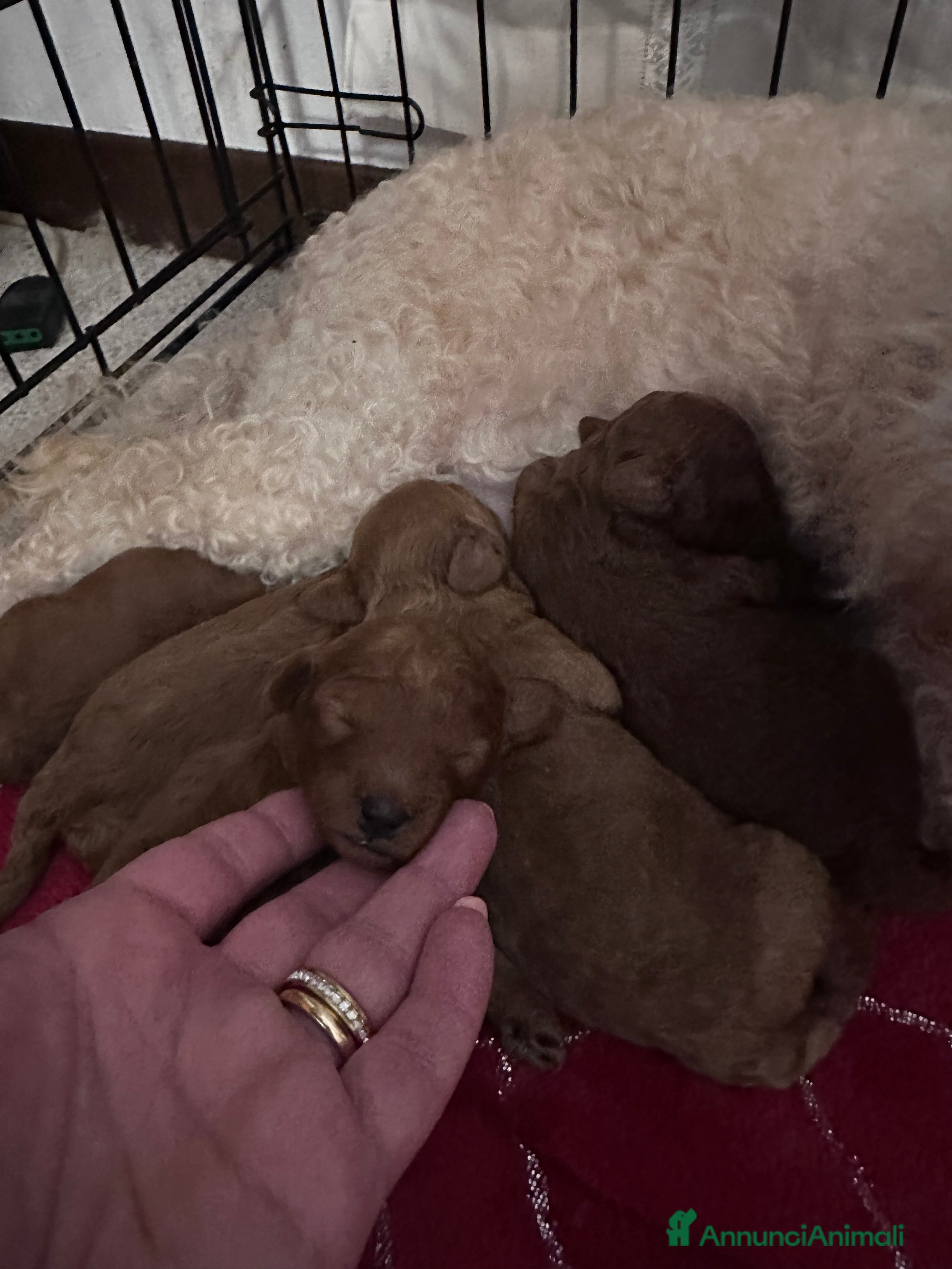 Barboncino cani Barboncini cuccioli  a Provincia di Treviso - Annuncio 9