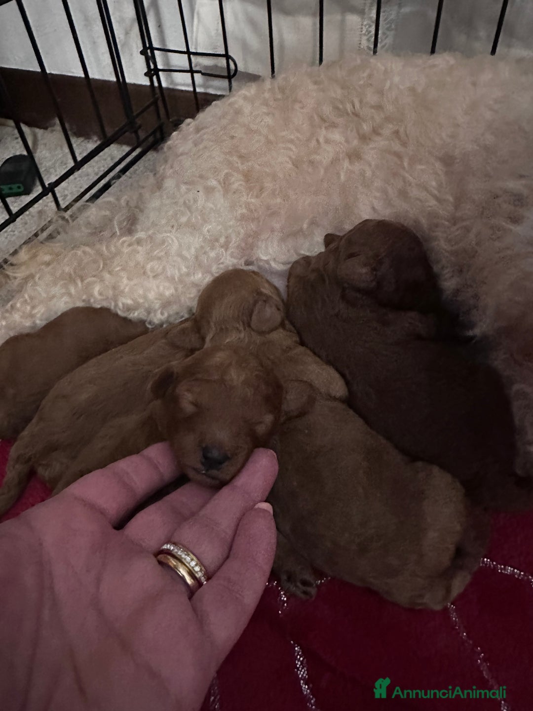 Barboncino cani in vendita: Barboncini cuccioli  a Provincia di Treviso - Annuncio 1