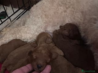 Barboncino cani Barboncini cuccioli a Provincia di Treviso - Annuncio 3