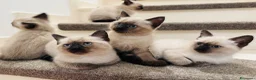 Siamese gatti in vendita: Siamese  - Annuncio 7