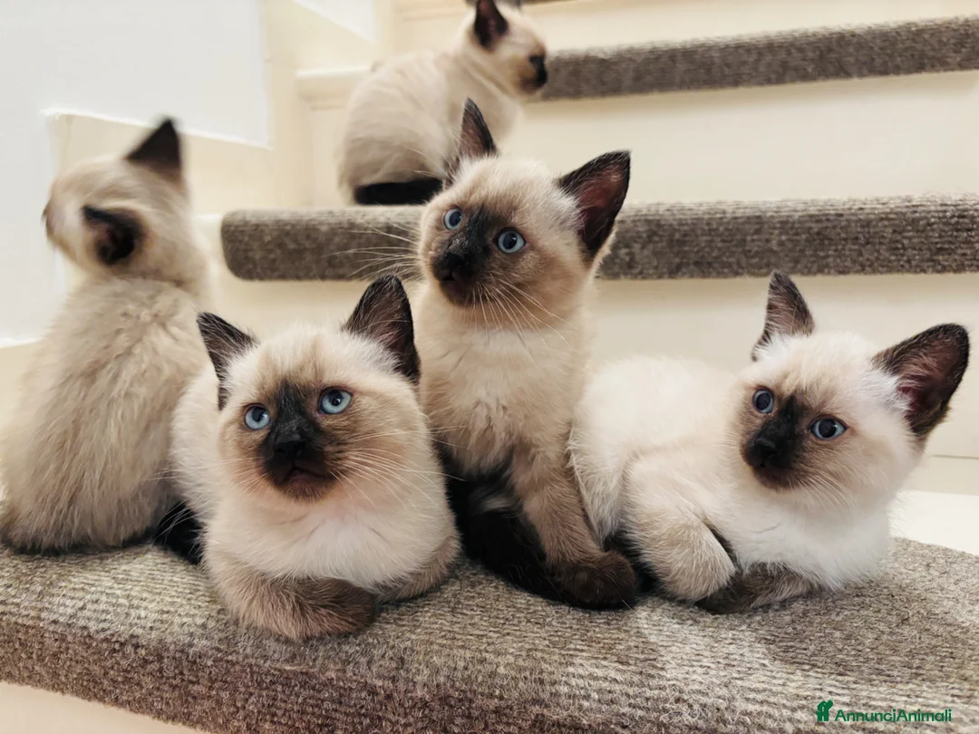 Siamese gatti in vendita: Siamese  - Annuncio 7