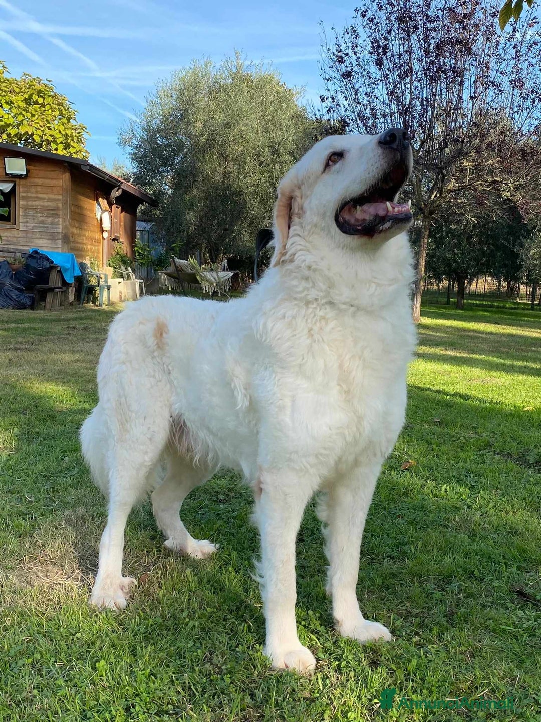Pastore Maremmano cani in regalo: NICKY il gigante più buono!! - Annuncio 13