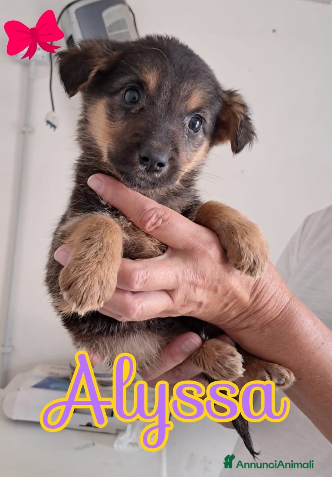 Meticcio cani in regalo: ALYSSA piccola dolce cagnolina da amare - Annuncio 1