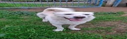 Meticcio cani in regalo: SHERLOCK 💙 nato per correre e giocare a Provincia di Vicenza - Annuncio 4
