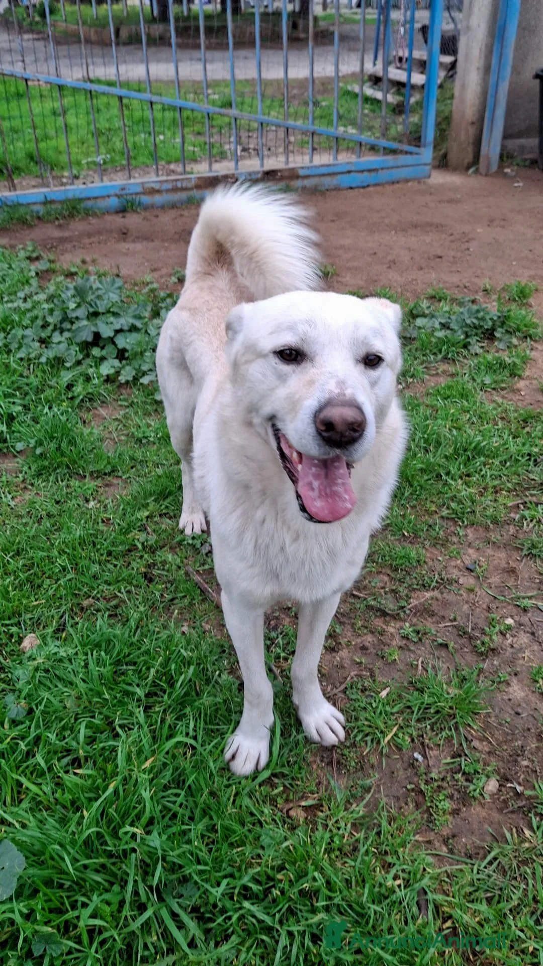 Meticcio cani in regalo: SHERLOCK 💙 nato per correre e giocare a Provincia di Vicenza - Annuncio 4