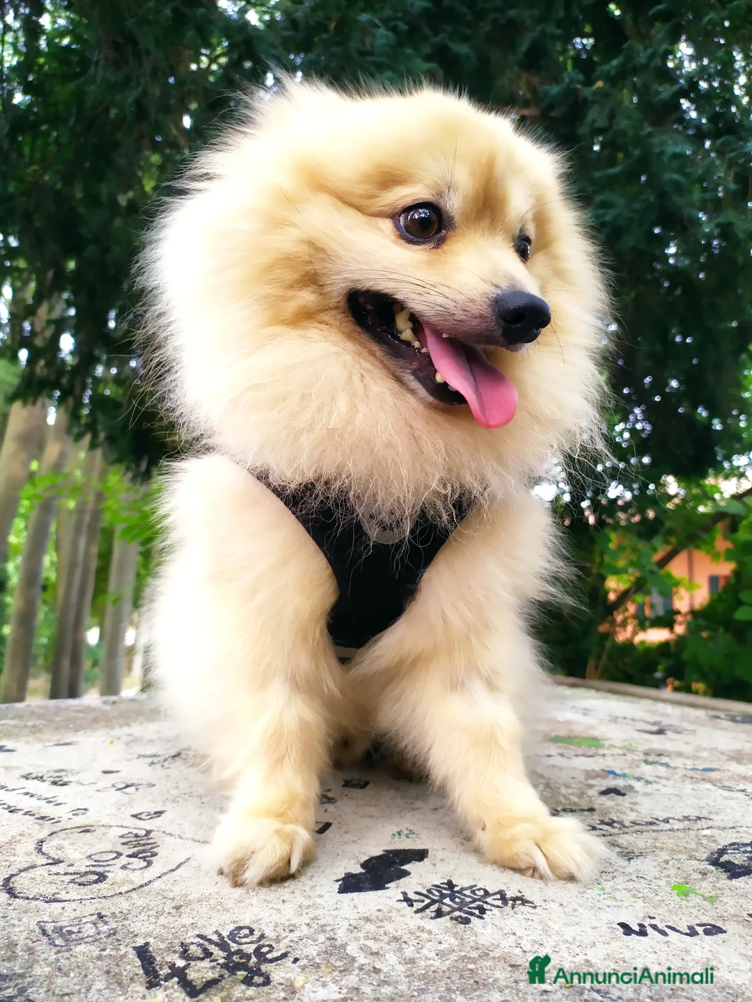 Volpino Pomerania cani per accoppiamento: Romeo cerca compagna a Città metropolitana di Milano - Annuncio 3